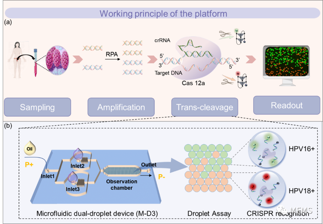 利用微流控双液滴装置同时检测两种高危人乳头瘤病毒亚型-电子工程专辑
