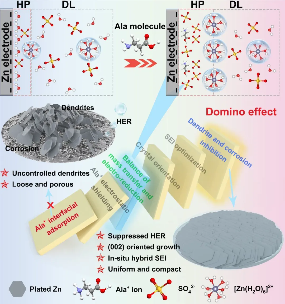 β-丙氨酸阳离子触发的界面多米诺效应实现高可逆锌阳极-电子工程专辑