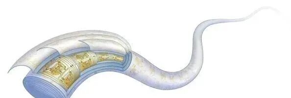 复旦团队重大突破 世界首款纤维芯片问世:大规模集成电路 卡车碾压也不怕