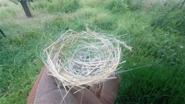 全球首例！烏克蘭鳥類已適應戰場環境：用無人機光纖電纜編織巢穴
